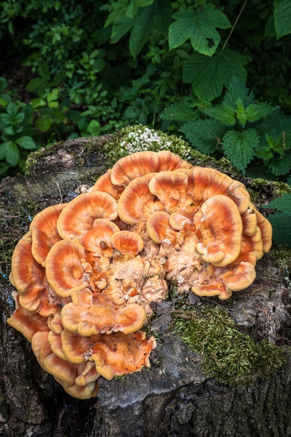 Konsolsvamp - Laetiporus Sulphureus - trädchampinjon royaltyfria foton Konsolsvamp - Laetiporus Sulphureus - trädchampinjon royaltyfria foton