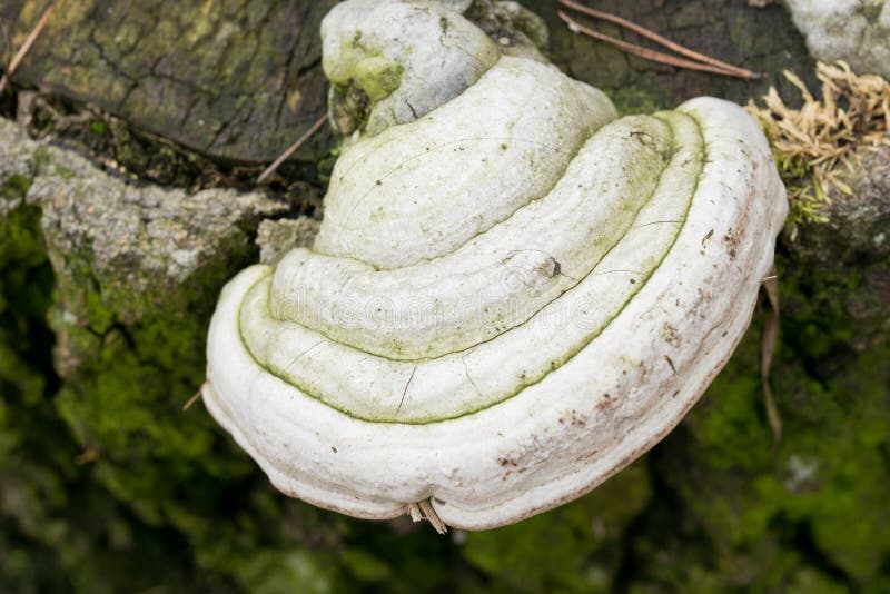 Konsolsvamp, polypore på trädstubbe royaltyfri fotografi Konsolsvamp, polypore på trädstubbe royaltyfri fotografi