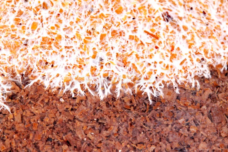 Konst av den infekterade champinjonen på påse av bambuchampinjonen, textur arkivbild Konst av den infekterade champinjonen på påse av bambuchampinjonen, textur arkivbild