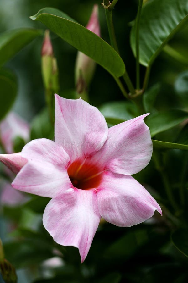 Konst för bakgrund för makro för familj för MandevillablommaApocynaceae i högkvalitativa tryckprodukter femtio megapixels arkivfoto Konst för bakgrund för makro för familj för MandevillablommaApocynaceae i högkvalitativa tryckprodukter femtio megapixels arkivfoto