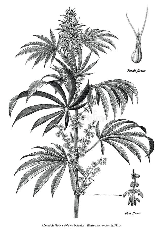 Konst för gem för sativa manlig för träd för cannabis som botanisk för tappning illustration för gravyr svartvit isoleras på vit stock illustrationer Konst för gem för sativa manlig för träd för cannabis som botanisk för tappning illustration för gravyr svartvit isoleras på vit stock illustrationer
