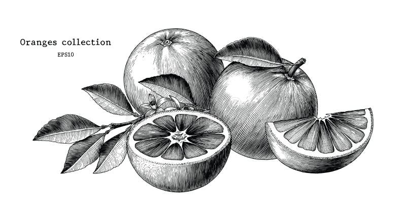 Konst för gem för tappning för attraktion för apelsinsamlingshand som isoleras på vit vektor illustrationer Konst för gem för tappning för attraktion för apelsinsamlingshand som isoleras på vit vektor illustrationer