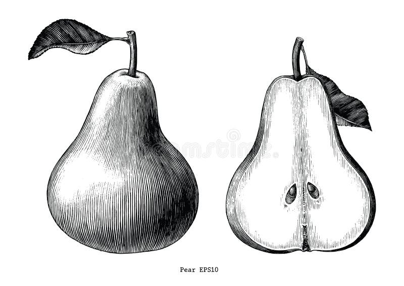 Konst för gem för tappning för attraktion för päronfrukthand som isoleras på den vita backgrouen stock illustrationer
