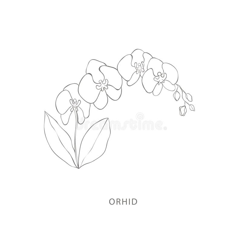 Konstruktionselement för hand-dragna blomsterplanteringar. stock illustrationer