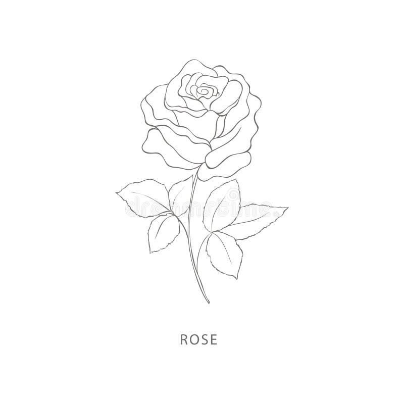 Konstruktionselement för hand dragna romerblommor. stock illustrationer