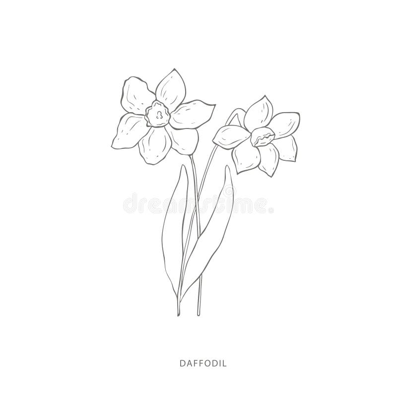 Konstruktionselement för handdragna daffodil-blommor. vektor illustrationer