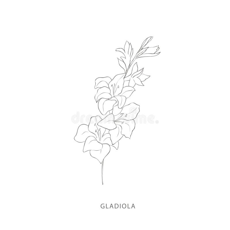 Konstruktionselement för handdragna gladiola-blommor. royaltyfri illustrationer