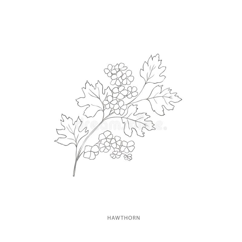 Konstruktionselement för handdragna hawthorn-blommor. vektor illustrationer