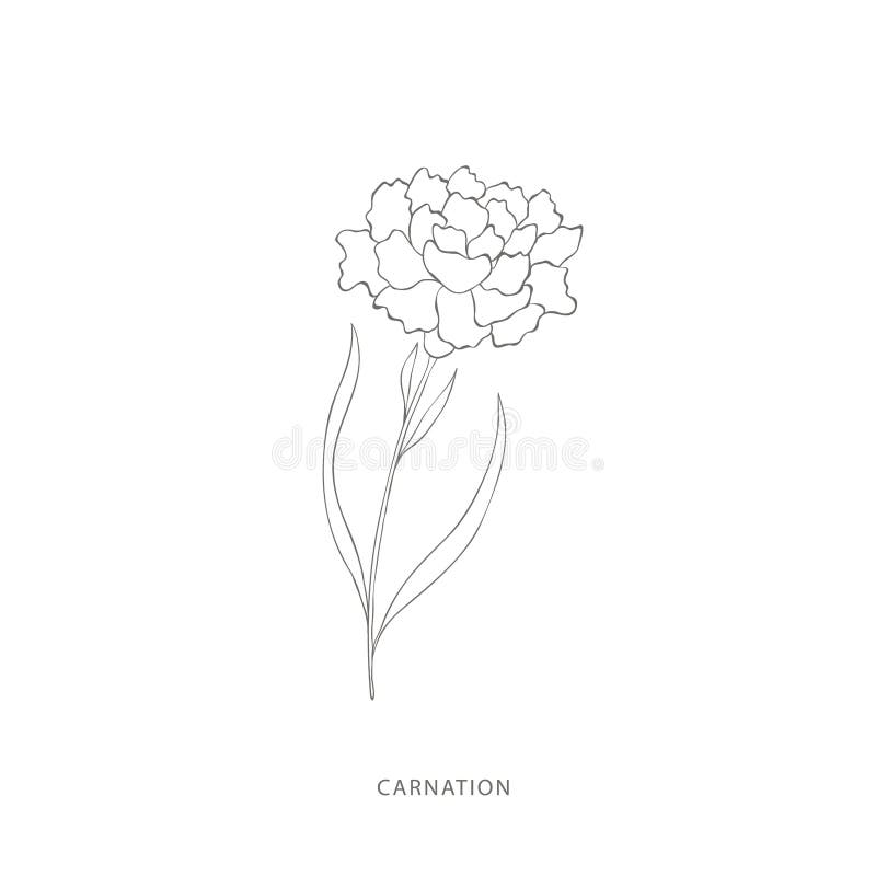 Konstruktionselement för handdragna karnblommor. stock illustrationer