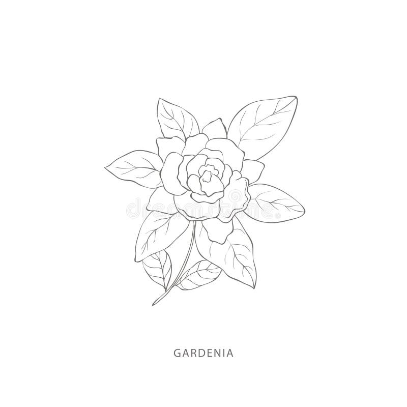 Konstruktionselement för handdragna trädgårdsblommor. vektor illustrationer