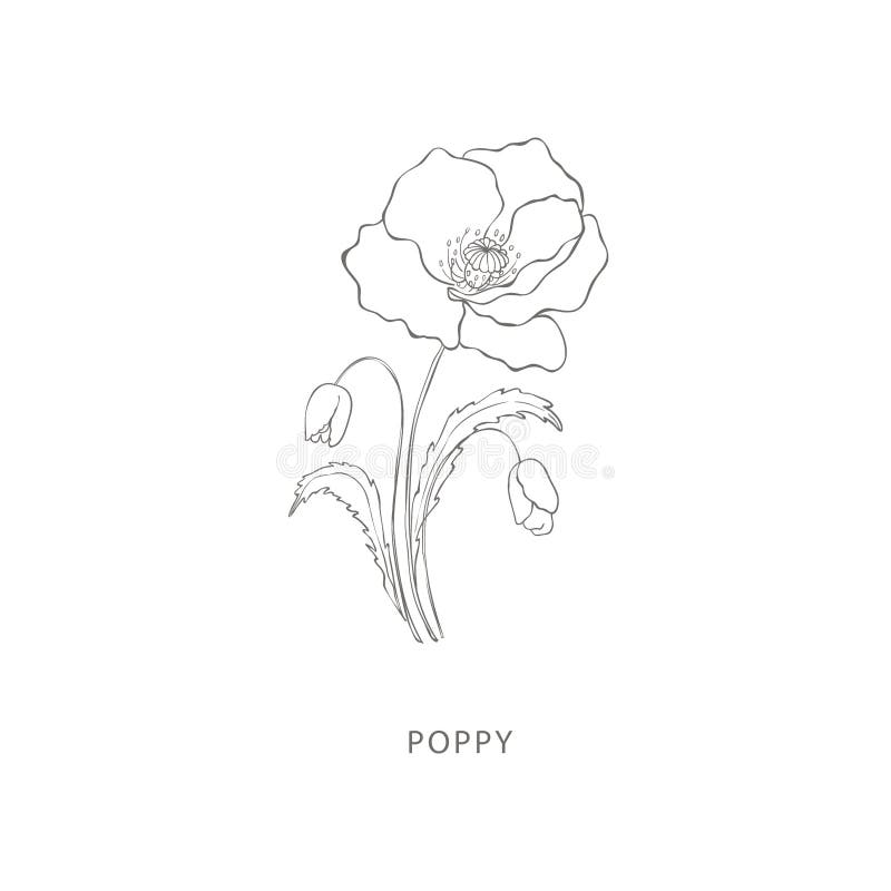 Konstruktionselement för handtagna vallmoblommor. royaltyfri illustrationer