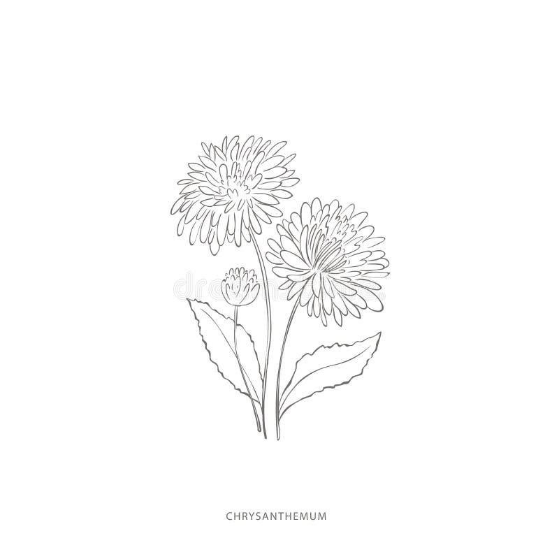 Konstruktionselement för manuell dragning av krrysanthemum flowerplant. vektor illustrationer