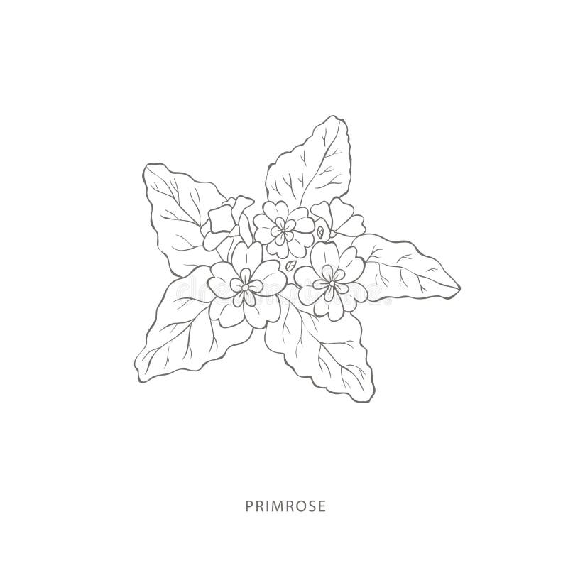 Konstruktionselement för manuellt ritade brunkolsblommor. stock illustrationer