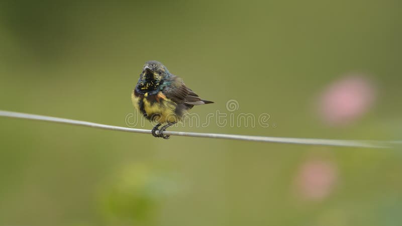 Kontakt wzrokowy: Purpurowy Sunbird w zaćmienia upierzeniu - Cinnyris asiaticus zdjęcie stock