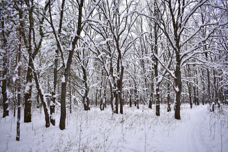 The contemplation of amazing winter forest gives a sensation of cheerfulness and fullness of life. At heart there is a feeling of holiday, which is generously shared with us mother nature. The contemplation of amazing winter forest gives a sensation of cheerfulness and fullness of life. At heart there is a feeling of holiday, which is generously shared with us mother nature