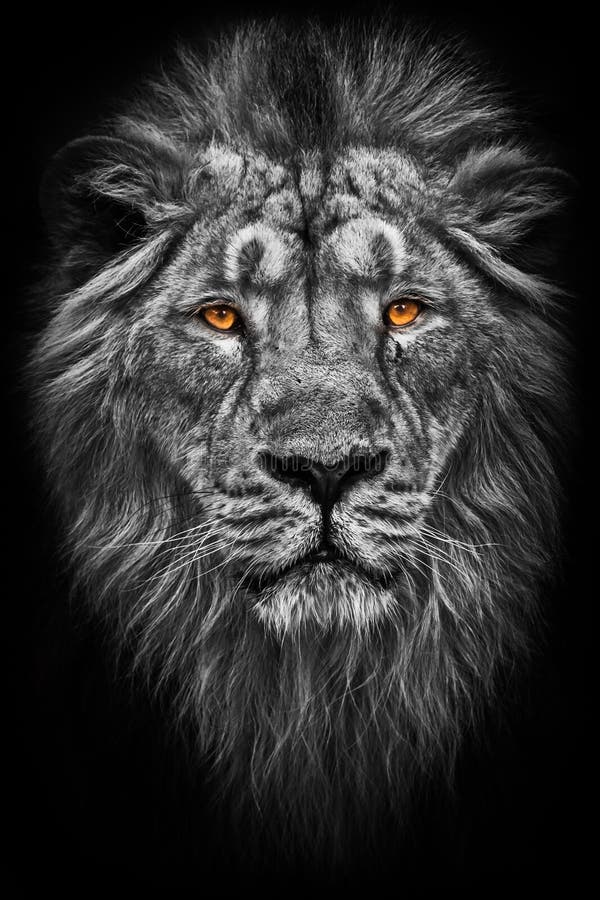 Kontrastsvart och vitt foto av ett manligt, hårstarkt manligt lejon i mörker med ljusgult orange ögon, isolerat