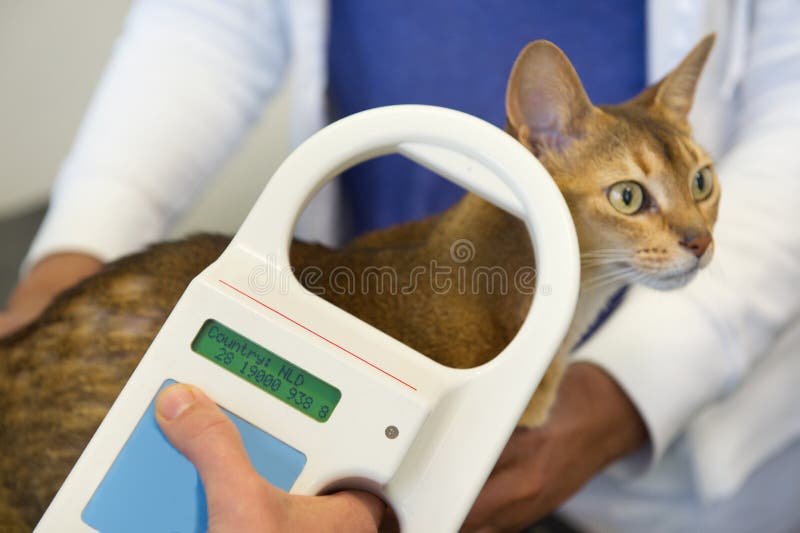 Kontrollera för mikrochipsimplantat vid katten royaltyfria foton Kontrollera för mikrochipsimplantat vid katten royaltyfria foton