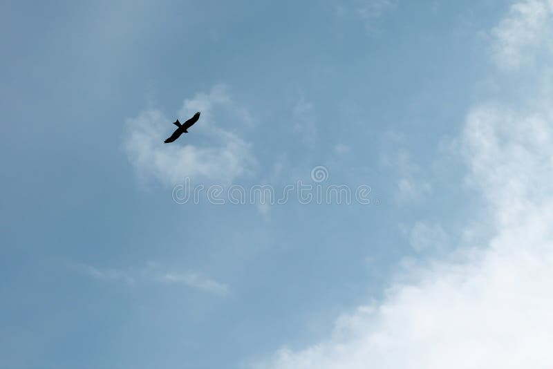 Kontur av en flyg?rn fotografering för bildbyråer Kontur av en flyg?rn fotografering för bildbyråer