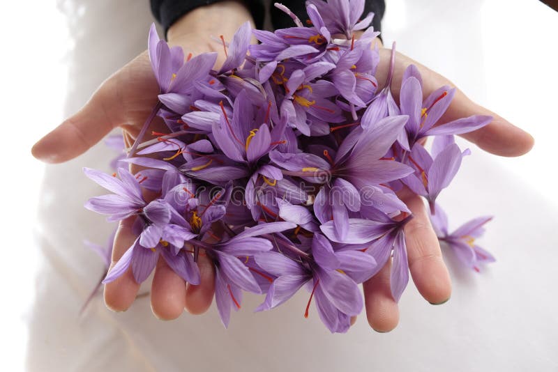 konturer av blommor på en vit bakgrund royaltyfri fotografi konturer av blommor på en vit bakgrund royaltyfri fotografi