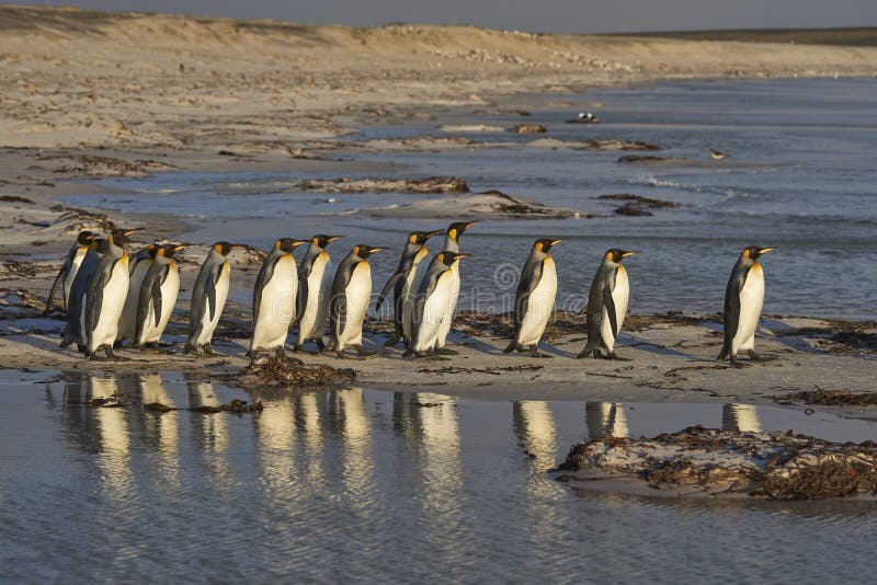 Konung Penguins som heading till havet royaltyfria foton Konung Penguins som heading till havet royaltyfria foton