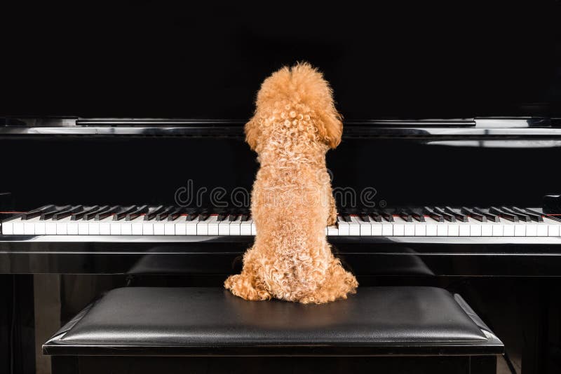 Konzept des netten Pudelhundes, der aufrechten Flügel spielt stockbild Konzept des netten Pudelhundes, der aufrechten Flügel spielt stockbild
