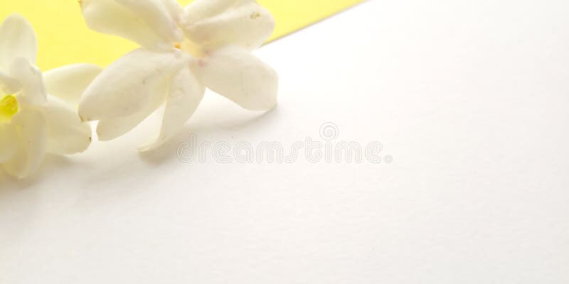 Konzept, Draufsicht, naher weißer Hintergrund mit Jasmine Petal, Element-Entwurf für Mitteilung, Zitat, Informationstextplatzieru stockfotografie