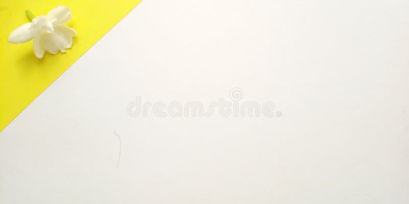 Konzept, Draufsicht, naher weißer Hintergrund mit Jasmine Petal, Element-Entwurf für Mitteilung, Zitat, Informationstextplatzieru stockfoto