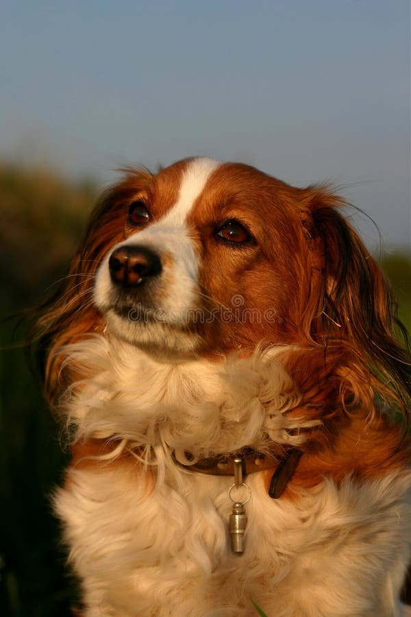 Hund Mit Fliege Auf Wekzeugspritze Stockfoto Bild von hintergrund