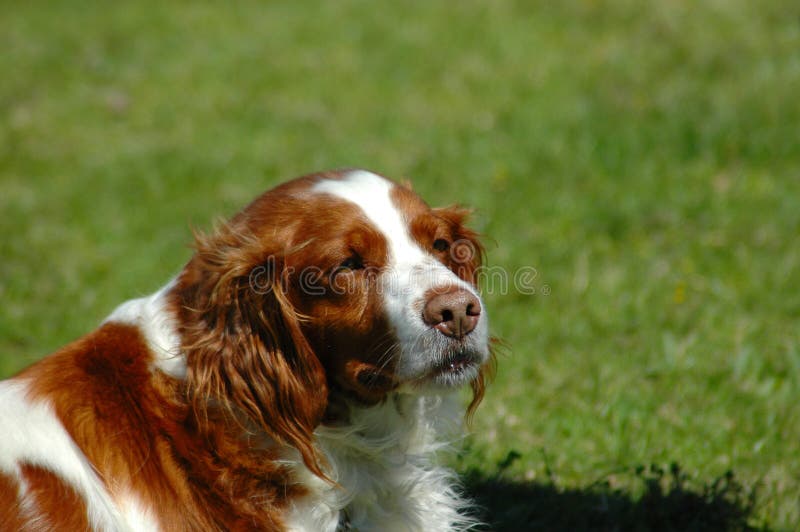 Kooikerhondje royalty-vrije stock fotografie Kooikerhondje royalty-vrije stock fotografie