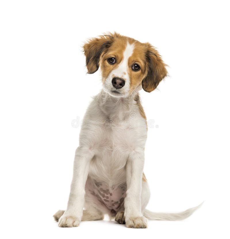 niederländischer hund