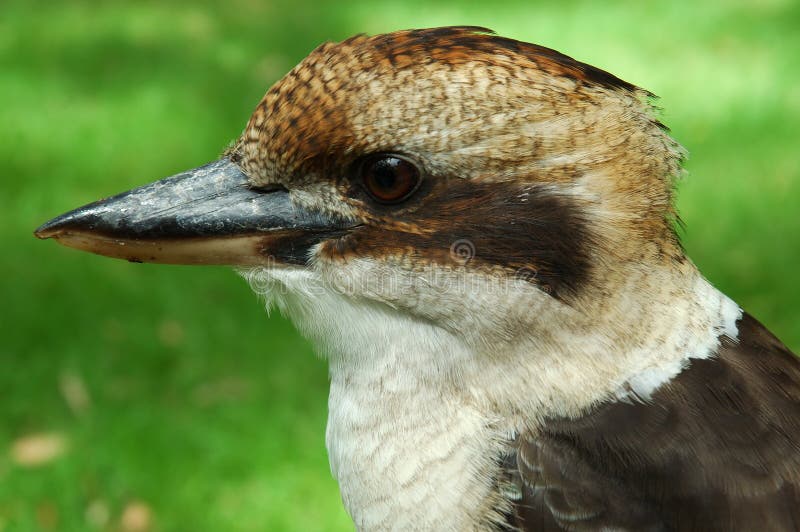 Kookaburra