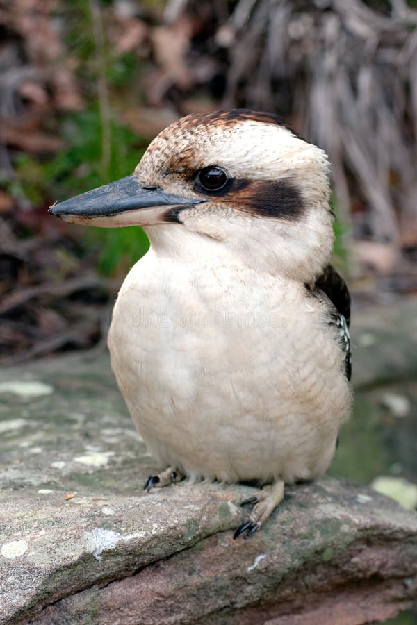 Kookaburra australiano, un martín pescador terrestre fotografía de archivo libre de regalías Kookaburra australiano, un martín pescador terrestre fotografía de archivo libre de regalías