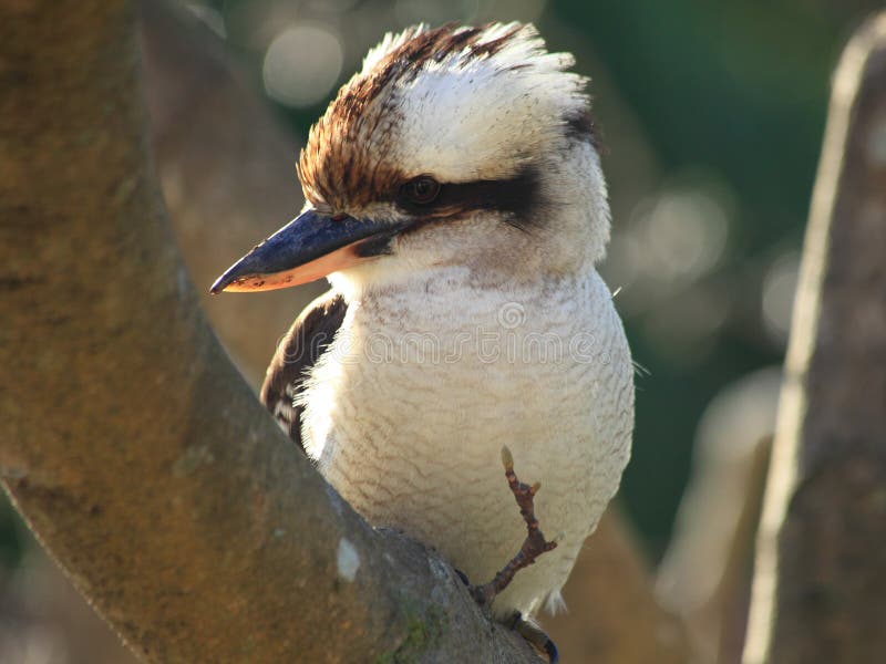 Australian Kookaburra portrait