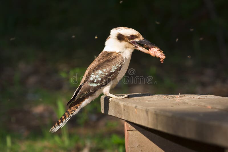 Kookaburra eating stock image. Image of laugh, indigenous 12674355
