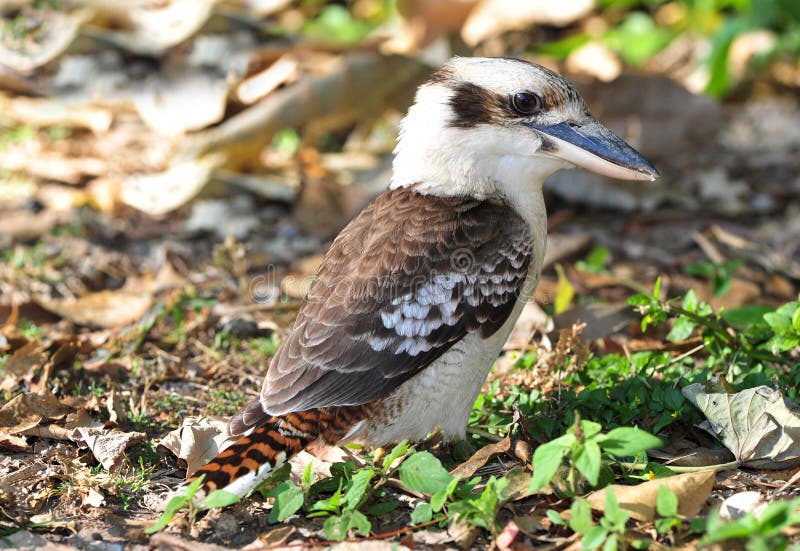 Kookaburra/martín pescador de risa, mackay, Australia fotos de archivo libres de regalías Kookaburra/martín pescador de risa, mackay, Australia fotos de archivo libres de regalías
