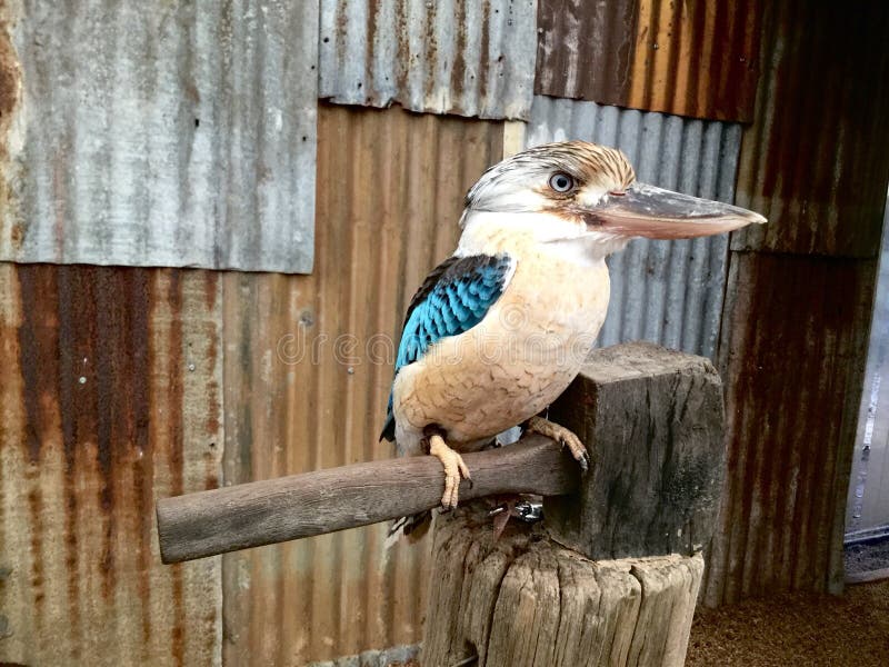 Kookaburra Vogel australien lizenzfreies stockbild Kookaburra Vogel australien lizenzfreies stockbild