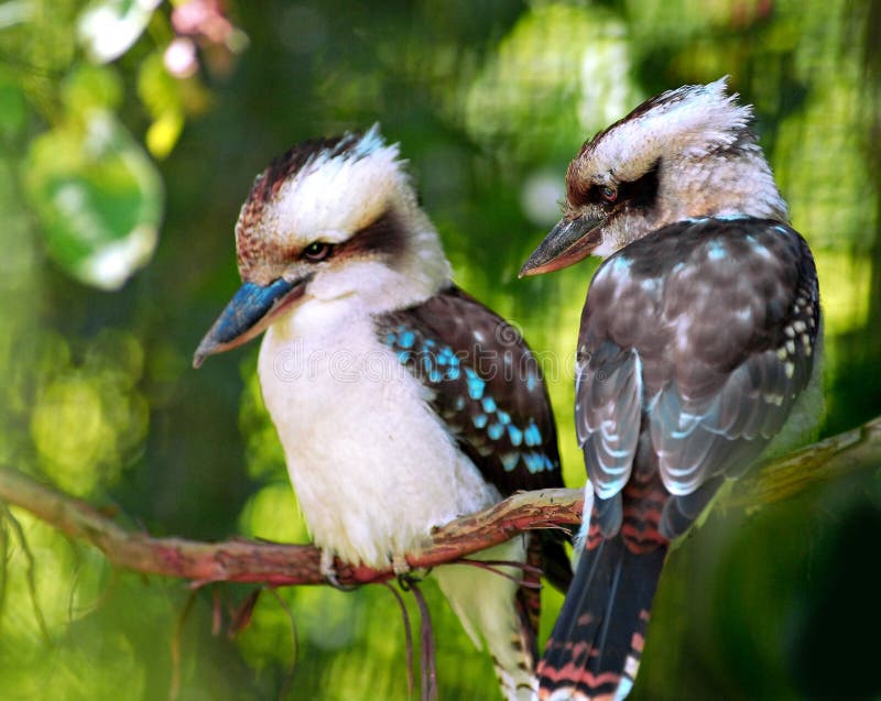 Kookaburra Vögel stockfotos Kookaburra Vögel stockfotos