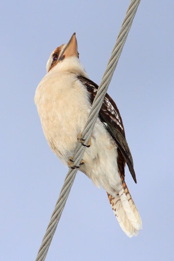 Kookaburra στο ηλεκτροφόρο καλώδιο στοκ εικόνες Kookaburra στο ηλεκτροφόρο καλώδιο στοκ εικόνες