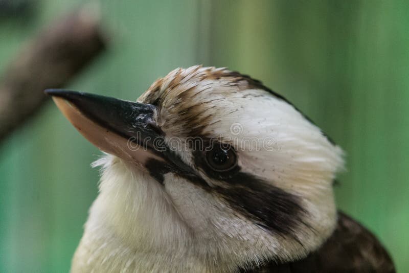 Kookaburras