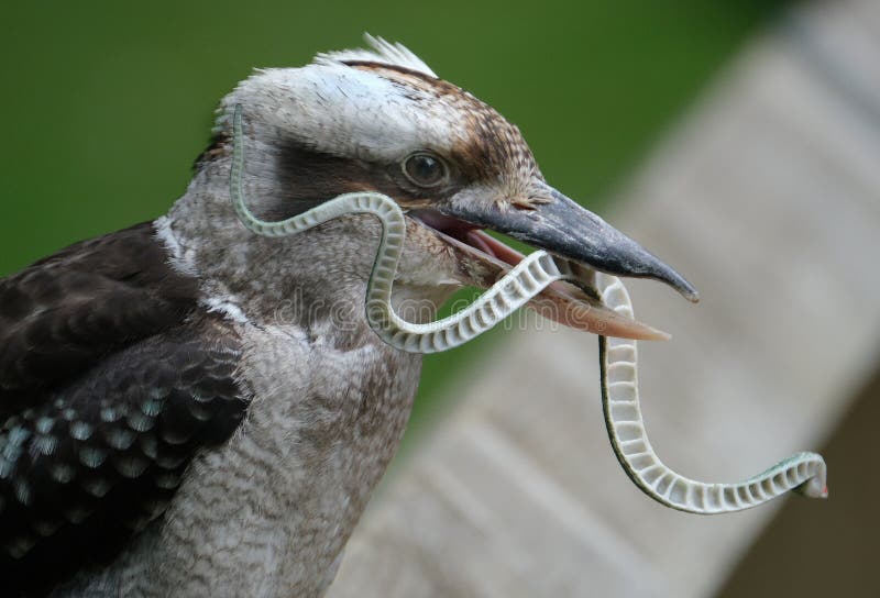 Kookaburra with Plastic Snake. Stock Image - Image of dacelo, safety ...