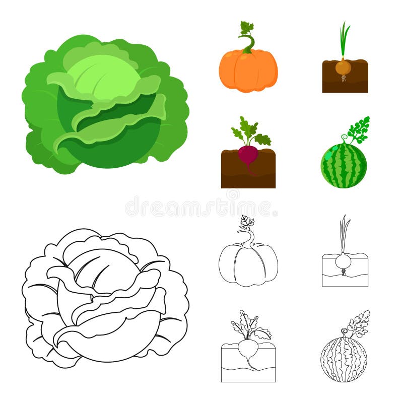 Kool, pompoen, ui, buriak Pictogrammen van de installatie de vastgestelde inzameling in beeldverhaal, van de het symboolvoorraad vector illustratie Kool, pompoen, ui, buriak Pictogrammen van de installatie de vastgestelde inzameling in beeldverhaal, van de het symboolvoorraad vector illustratie