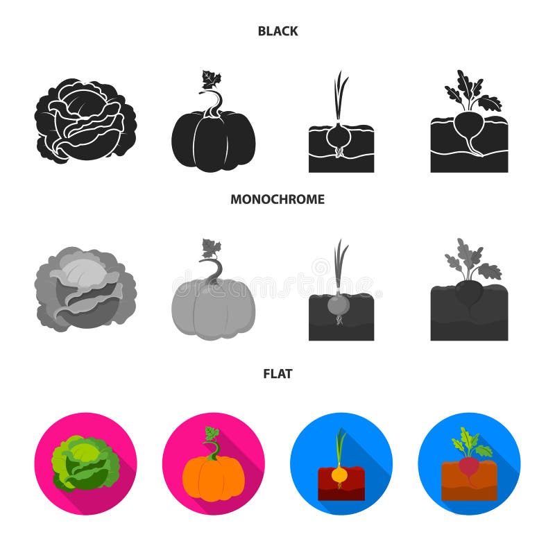 Kool, pompoen, ui, buriak Pictogrammen van de installatie de vastgestelde inzameling in de zwarte, vlakke, zwart-wit voorraad van royalty-vrije illustratie Kool, pompoen, ui, buriak Pictogrammen van de installatie de vastgestelde inzameling in de zwarte, vlakke, zwart-wit voorraad van royalty-vrije illustratie