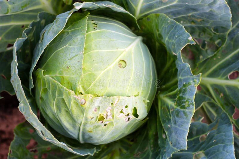 Koolachtergrond Verse kool van landbouwbedrijfgebied Sluit omhoog macromening van groene kolen stock afbeeldingen Koolachtergrond Verse kool van landbouwbedrijfgebied Sluit omhoog macromening van groene kolen stock afbeeldingen
