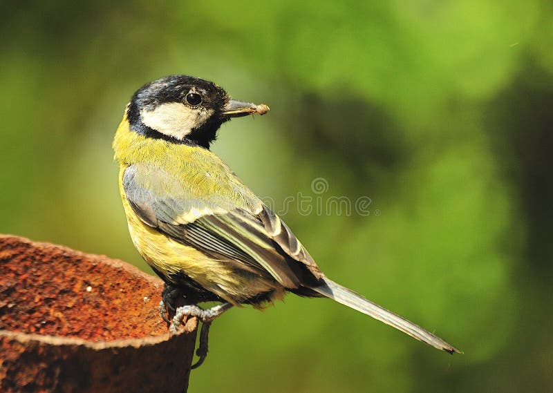 Koolmees (belangrijke Parus) stock fotografie Koolmees (belangrijke Parus) stock fotografie