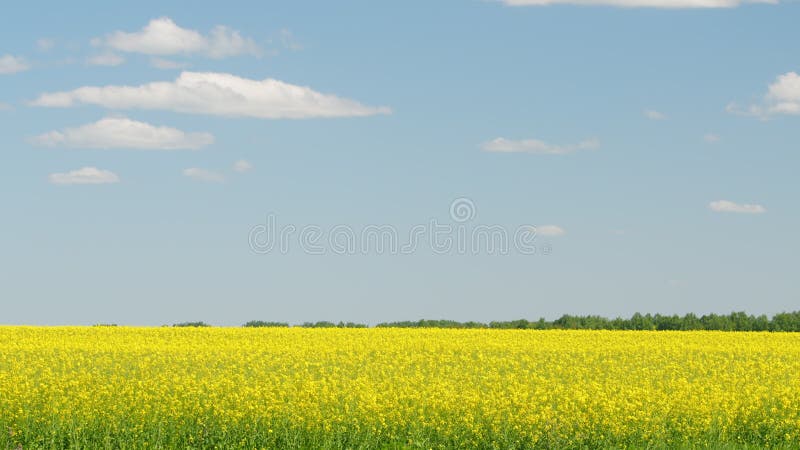 Koolzaad in de zomer. panorama.