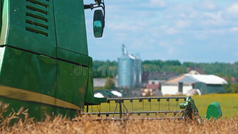 Koolzaadkorrels. koolzaad samen te oogsten in het midden van een groot veld in een plattelandsgebied tijdens de late zomer of