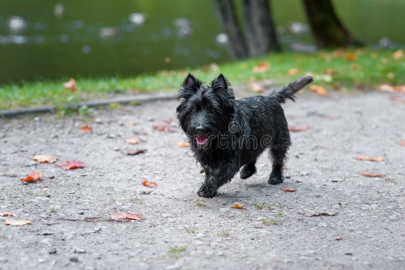 Kopa Terrier psa bieg na ścieżce obrazy stock Kopa Terrier psa bieg na ścieżce obrazy stock