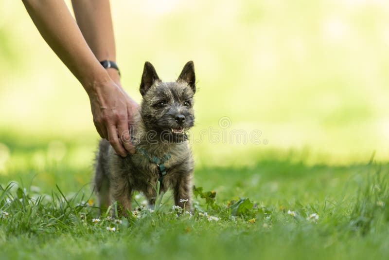 Kopa Terrier szczeniak 13 tygodnia starego Śliczny małego psa bawić się fotografia royalty free Kopa Terrier szczeniak 13 tygodnia starego Śliczny małego psa bawić się fotografia royalty free