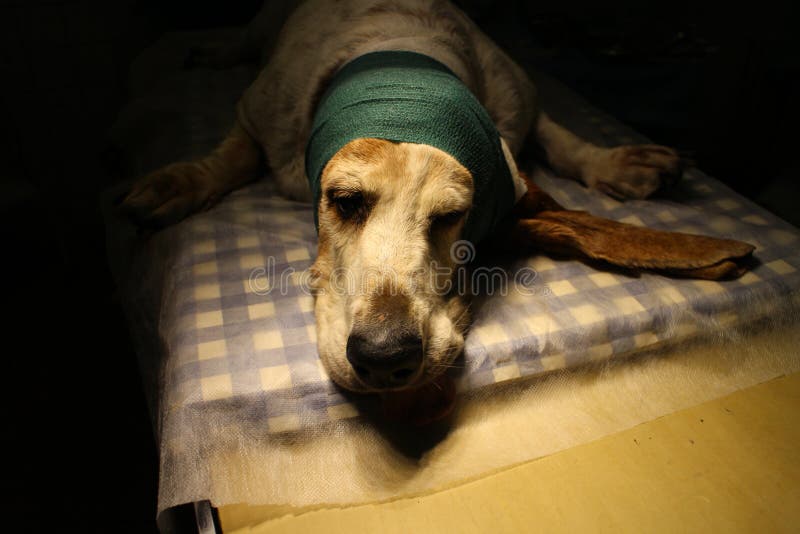 Ohr oder Kopfverband stockfoto. Bild von bargeld, sheepdog 27349734