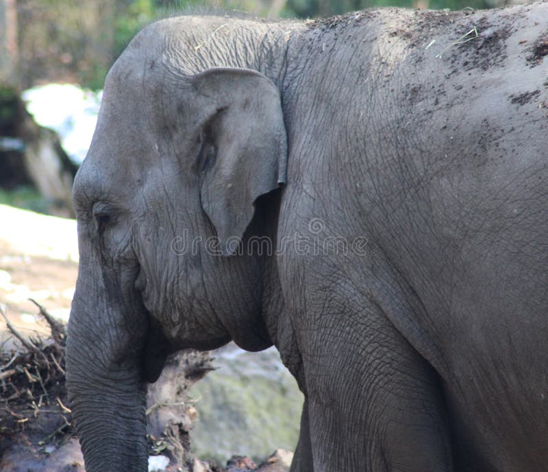 Asiatischer Elefant Nahaufnahme Des Kopfes Stockbild - Bild von afrika